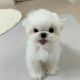 Maltese Puppies for sale in Sydney, New South Wales. price: $1,250