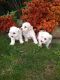Maltese Puppies for sale in North Richmond, New South Wales. price: $1,000