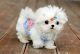 Maltese Puppies for sale in Milwaukee, Wisconsin. price: $400