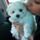 Maltese Puppies for sale in St. Louis, Missouri. price: $400