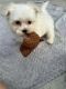 Maltese Puppies for sale in Summerville, SC, USA. price: $2,500