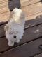 Maltese Puppies for sale in Rockford, Illinois. price: $900