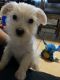 Maltese Puppies for sale in Phoenix, Arizona. price: $300