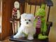 Maltese Puppies for sale in Joseph City, AZ 86032, USA. price: NA