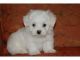 Maltese Puppies for sale in Cañon City, CO 81212, USA. price: NA