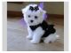 Maltese Puppies for sale in Aberdeen, Aberdeen City, UK. price: 300 GBP