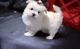 Maltese Puppies for sale in London, UK. price: 300 GBP