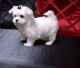 Maltese Puppies for sale in London, UK. price: 300 GBP