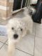 Maltese Puppies for sale in Toowoomba, Queensland. price: $900