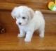 Maltese Puppies for sale in Chula Vista, CA, USA. price: NA