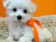 Maltese Puppies for sale in Overland Park, KS, USA. price: NA