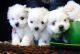Maltese Puppies for sale in Hobart, Tasmania. price: $2,000
