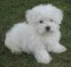 Maltese Puppies for sale in London, UK. price: 150 GBP