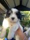 Maltese Puppies for sale in Adelaide, South Australia. price: $180,000