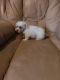 Maltese Puppies for sale in Worthington, Indiana. price: $50,000
