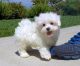 Maltese Puppies for sale in Murfreesboro, TN, USA. price: NA