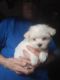 Maltese Puppies for sale in Marion, NC 28752, USA. price: $1,100