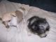 Maltese Puppies for sale in Cave City, KY 42127, USA. price: NA