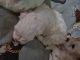 Maltese Puppies for sale in Elizabeth, South Australia. price: $1,800
