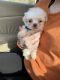 Maltese Puppies for sale in Bowling Green, Kentucky. price: $700