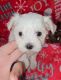 Maltese Puppies for sale in Phoenix, AZ, USA. price: $500