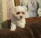 Maltese Puppies for sale in Green Forest, AR 72638, USA. price: NA
