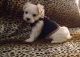 Maltese Puppies for sale in Adona, AR 72001, USA. price: NA