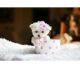 Maltese Puppies for sale in Oakland Park, FL, USA. price: NA