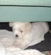 Maltese Puppies for sale in Lithgow, New South Wales. price: $1,300