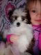 Maltese Puppies for sale in Gawler, South Australia. price: $1,200
