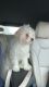 Maltese Puppies for sale in Houston, Texas. price: $500