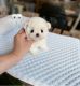 Maltese Puppies for sale in Addison, New York. price: $500,900