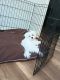 Maltese Puppies for sale in Grand Prairie, Texas. price: $1,000