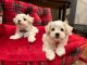 Maltese Puppies for sale in Riverside, California. price: $1,500