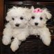 Maltese Puppies for sale in Winnipeg, MB, Canada. price: NA