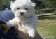 Maltese Puppies for sale in Acton, ME, USA. price: NA
