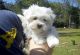 Maltese Puppies for sale in Burbank, CA, USA. price: NA