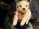 Maltese Puppies for sale in Spring City, TN 37381, USA. price: $550