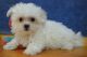 Maltese Puppies for sale in Elgin, IL, USA. price: NA