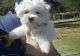 Maltese Puppies for sale in Lowell, MA, USA. price: NA