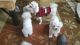 Maltese Puppies for sale in Sioux Falls, SD, USA. price: NA
