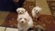 Maltese Puppies for sale in Arlington, TX, USA. price: NA