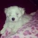 Maltese Puppies for sale in Parma, OH, USA. price: NA