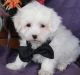 Maltese Puppies for sale in Bairoil, WY 82322, USA. price: NA