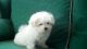 Maltese Puppies for sale in Thornton, CO, USA. price: NA