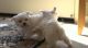 Maltese Cats for sale in Miami, FL, USA. price: NA