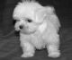 Maltese Puppies for sale in Charlotte, NC, USA. price: NA