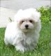 Maltese Puppies for sale in Krychaw, Belarus. price: NA
