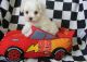 Maltese Puppies for sale in Manchester, NH, USA. price: $400