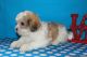 Maltese Puppies for sale in Waterville, KS, USA. price: NA